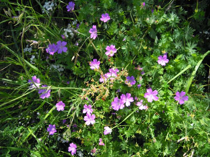 Geranium sanguineum